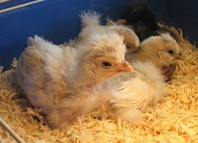 gedrag en verzorging van uw kuikens kippen houden