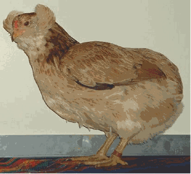 Zeeziekte radar Consequent Araucana kip legt blauwe of licht groene eieren - kippen houden