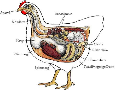 paar Bijna rol leg stimuleren bij kippen - kippen houden