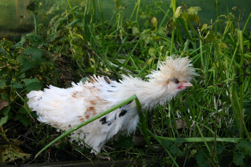 gedrag en verzorging | kippenhouden