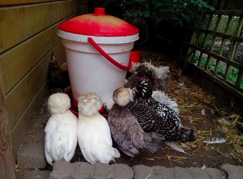Binnenwaarts Niet modieus koolstof kippen-houden213 - kippen houden