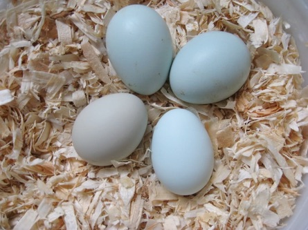 Hedendaags Araucana kip legt blauwe of licht groene eieren - kippen houden JP-07
