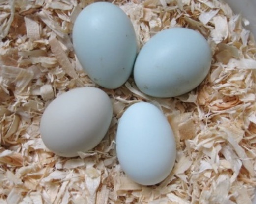 smog Vergadering nabootsen Kippen houden voor de heerlijke scharrel eieren
